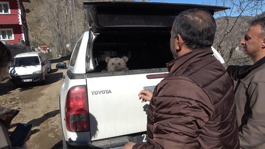 Gümüşhane'de Bebek bezli yavru ayı ‘Yogi’ evin maskotu oldu 13