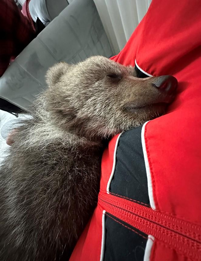 Gümüşhane'de Bebek bezli yavru ayı ‘Yogi’ evin maskotu oldu 11