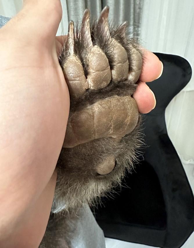 Gümüşhane'de Bebek bezli yavru ayı ‘Yogi’ evin maskotu oldu 9