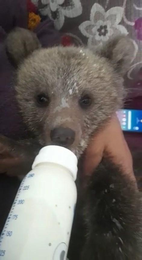 Gümüşhane'de Bebek bezli yavru ayı ‘Yogi’ evin maskotu oldu 4