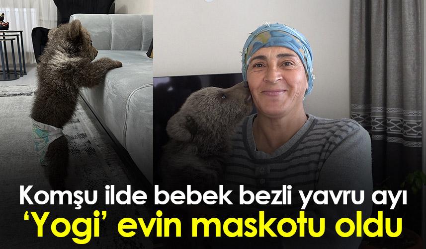 Gümüşhane'de Bebek bezli yavru ayı ‘Yogi’ evin maskotu oldu 1