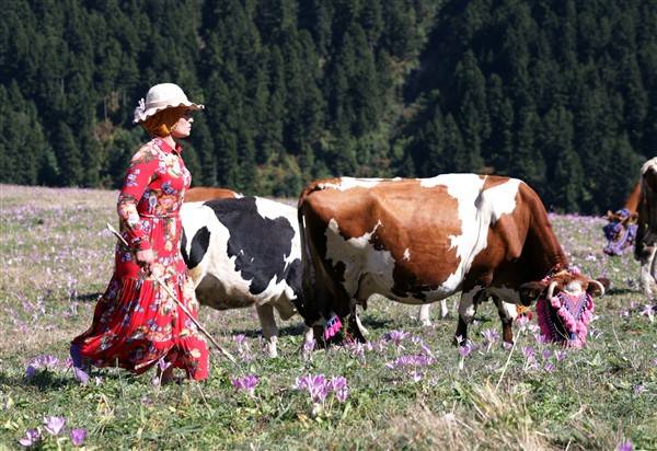 Yaylalardaki besicilerin dönüşü renkli görüntüler ortaya çıkardı 1