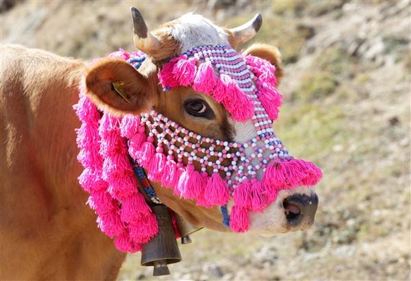 Yaylalardaki besicilerin dönüşü renkli görüntüler ortaya çıkardı 2
