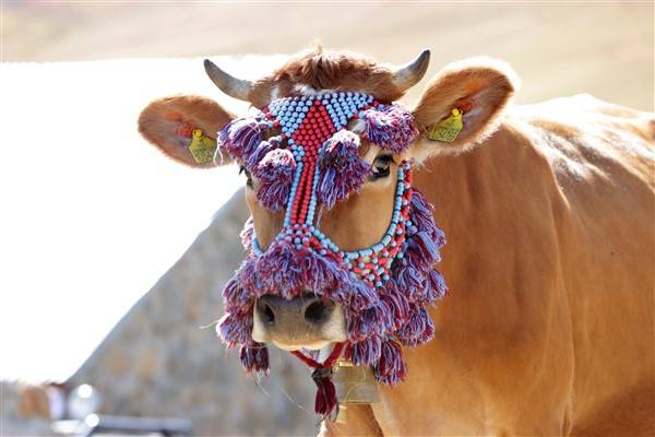 Yaylalardaki besicilerin dönüşü renkli görüntüler ortaya çıkardı 3