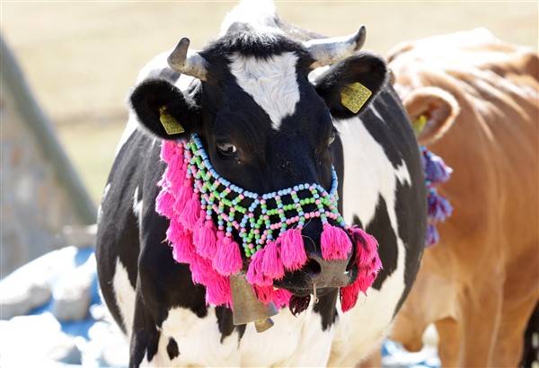 Yaylalardaki besicilerin dönüşü renkli görüntüler ortaya çıkardı 4