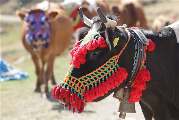 Yaylalardaki besicilerin dönüşü renkli görüntüler ortaya çıkardı 5