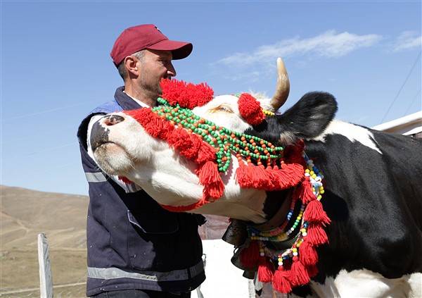 Yaylalardaki besicilerin dönüşü renkli görüntüler ortaya çıkardı 8