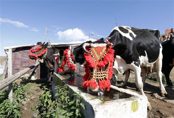 Yaylalardaki besicilerin dönüşü renkli görüntüler ortaya çıkardı 9