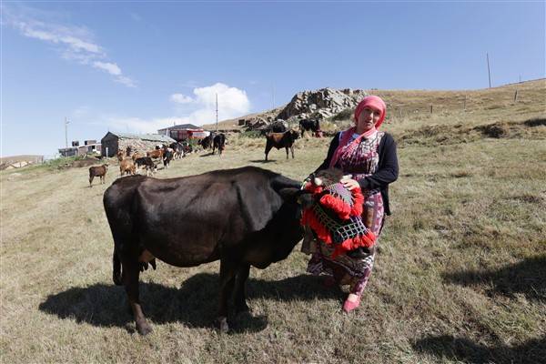 Yaylalardaki besicilerin dönüşü renkli görüntüler ortaya çıkardı 13