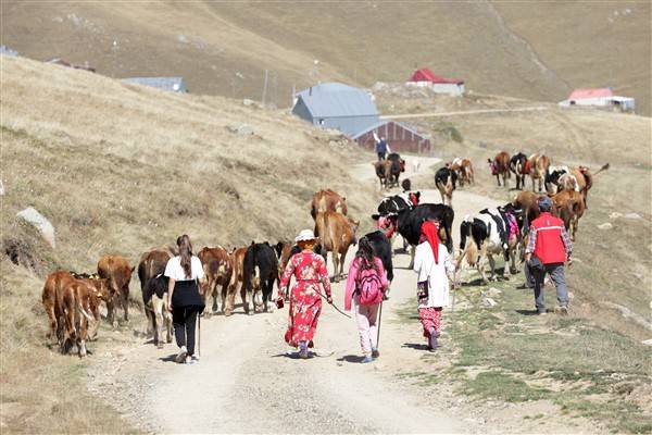 Yaylalardaki besicilerin dönüşü renkli görüntüler ortaya çıkardı 10