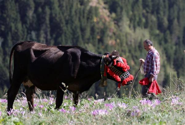 Yaylalardaki besicilerin dönüşü renkli görüntüler ortaya çıkardı 11