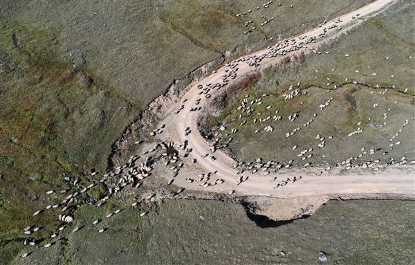 Yaylalardaki besicilerin dönüşü renkli görüntüler ortaya çıkardı 12