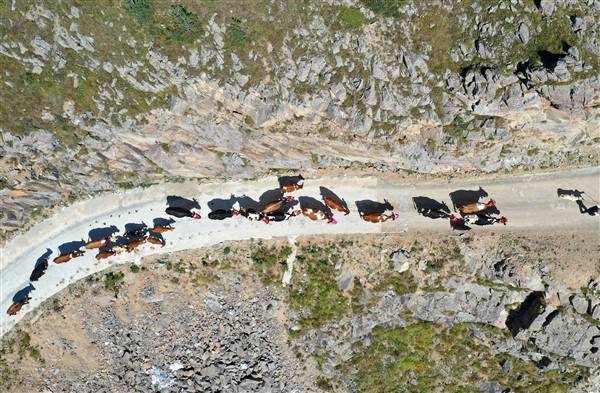 Yaylalardaki besicilerin dönüşü renkli görüntüler ortaya çıkardı 14