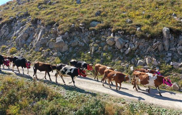 Yaylalardaki besicilerin dönüşü renkli görüntüler ortaya çıkardı 15