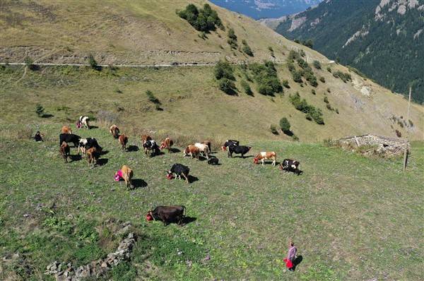 Yaylalardaki besicilerin dönüşü renkli görüntüler ortaya çıkardı 16