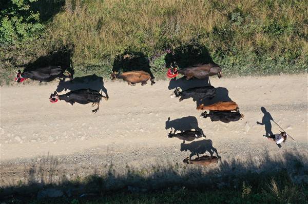 Yaylalardaki besicilerin dönüşü renkli görüntüler ortaya çıkardı 17