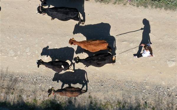 Yaylalardaki besicilerin dönüşü renkli görüntüler ortaya çıkardı 18