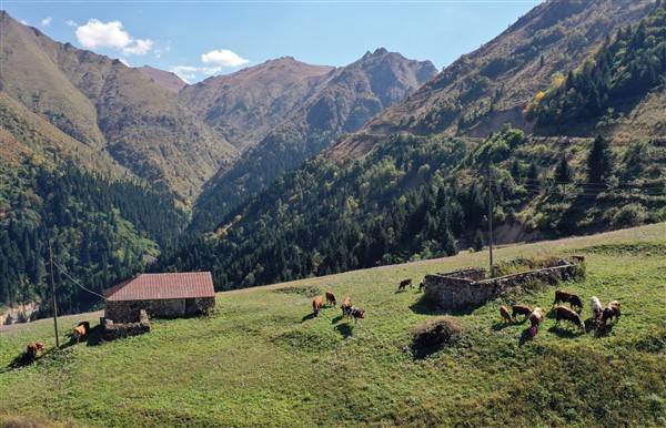 Yaylalardaki besicilerin dönüşü renkli görüntüler ortaya çıkardı 19