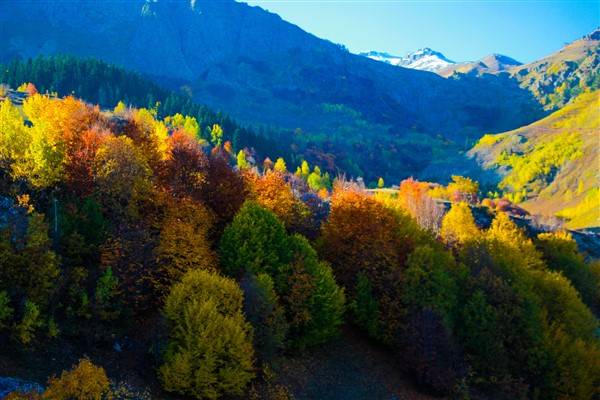 Artvin'de sonbahar renkleri kendini gösterdi 7