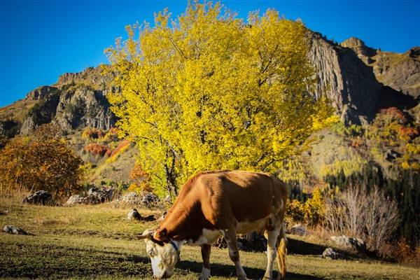 Artvin'de sonbahar renkleri kendini gösterdi 8