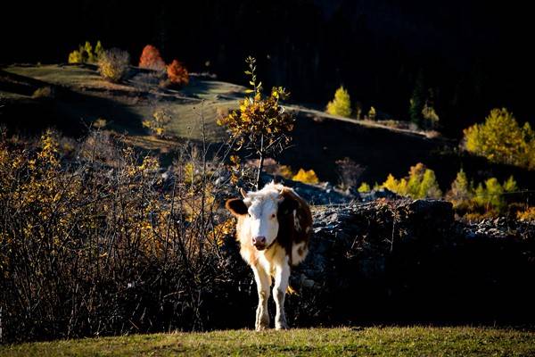 Artvin'de sonbahar renkleri kendini gösterdi 9