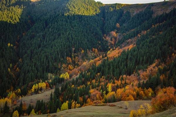 Artvin'de sonbahar renkleri kendini gösterdi 11