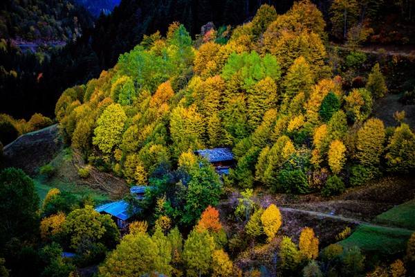 Artvin'de sonbahar renkleri kendini gösterdi 14