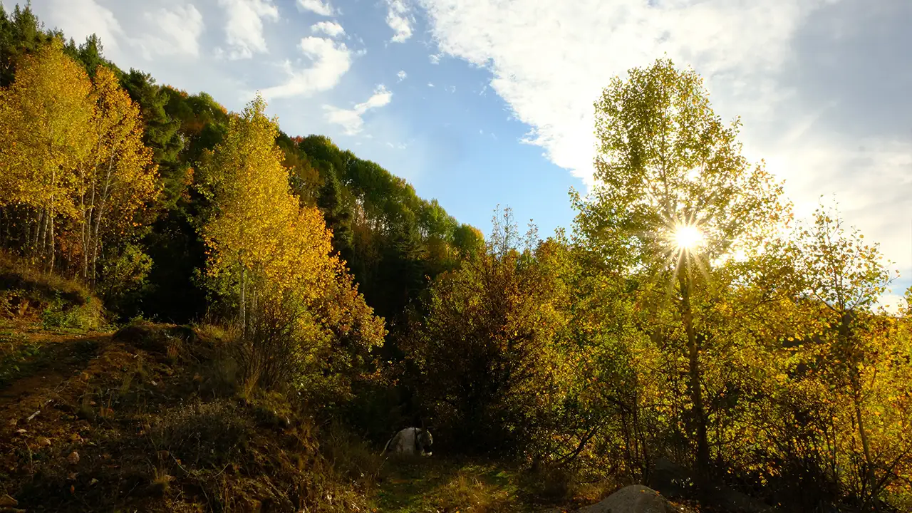 Gümüşhane’de sonbahar keyfi: Altın sarısı yapraklar ve karla kaplı zirveler 4