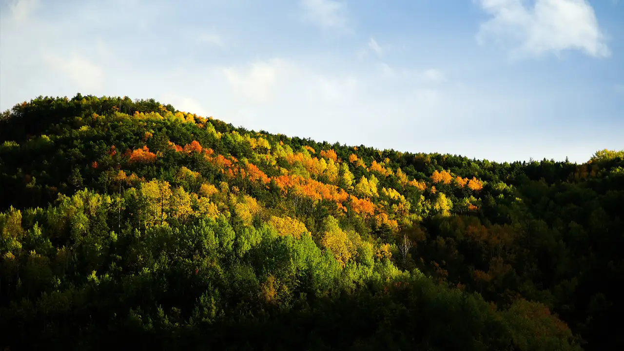 Gümüşhane’de sonbahar keyfi: Altın sarısı yapraklar ve karla kaplı zirveler 8