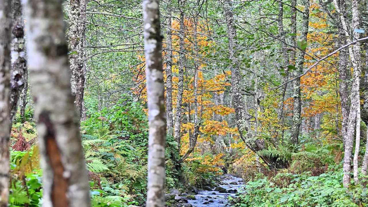 Trabzon’da Taşlıyatak Yaylası nerede? Görenler cennette kayboluyor 5
