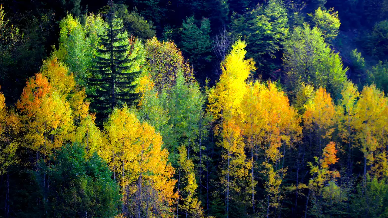 Artvin’de sakin şehir şavşat, sonbaharda adeta bir tabloya döndü 6
