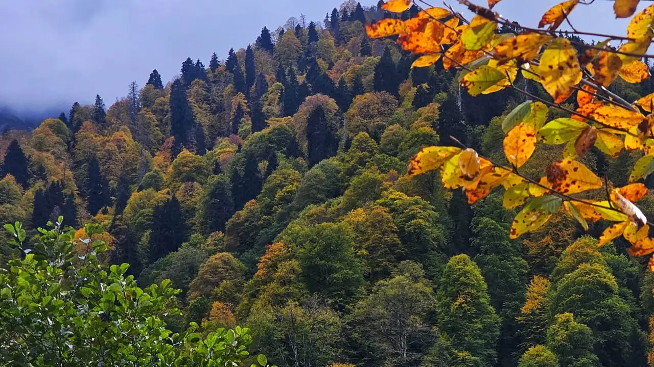 Ayder Yaylası’nda renk şöleni: Sonbahar tüm güzelliğiyle kendini gösterdi 7