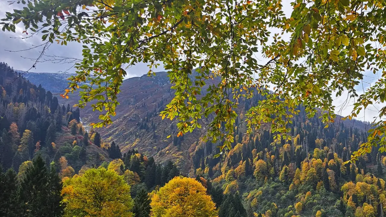Ayder Yaylası’nda renk şöleni: Sonbahar tüm güzelliğiyle kendini gösterdi 6