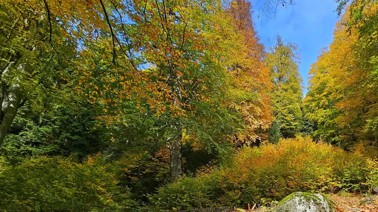 Ayder Yaylası’nda renk şöleni: Sonbahar tüm güzelliğiyle kendini gösterdi 5