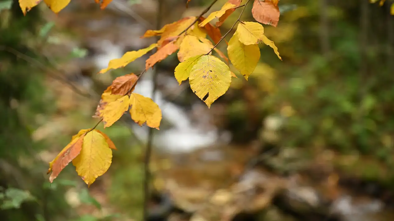 Gümüşhane’de sonbahar büyüsü: Örümcek Ormanları hayran bıraktı 9