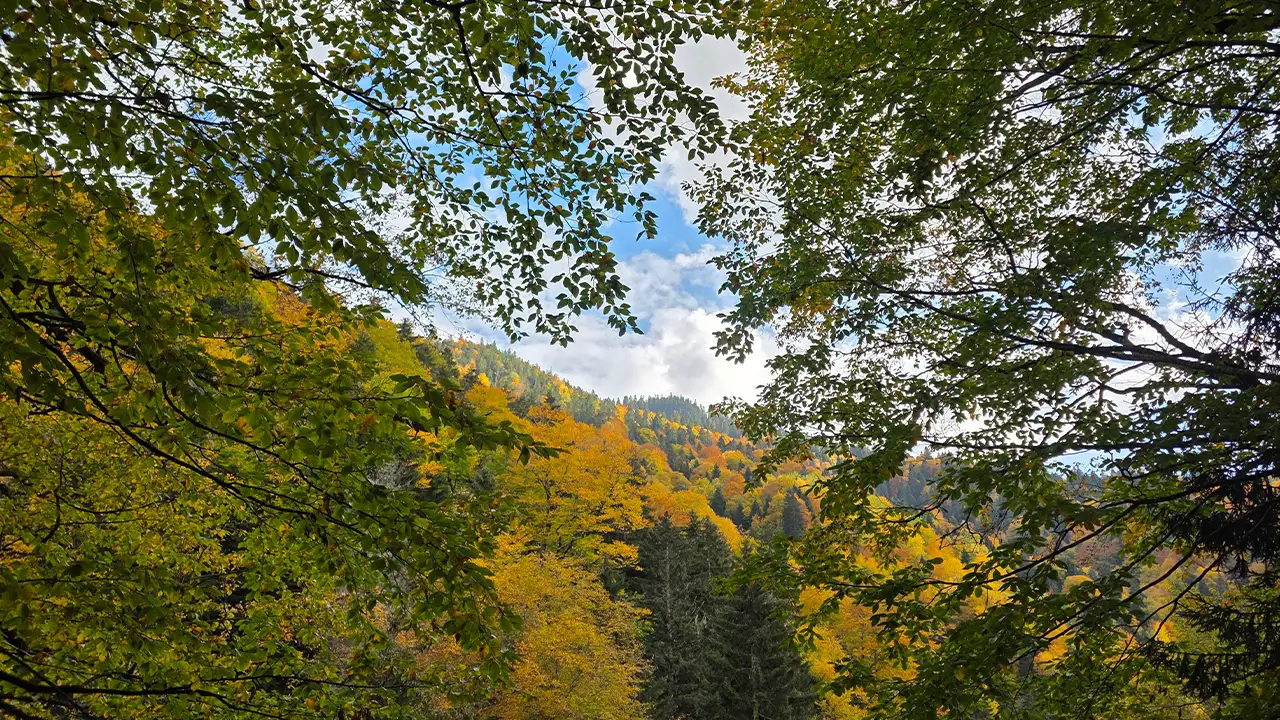 Gümüşhane’de sonbahar büyüsü: Örümcek Ormanları hayran bıraktı 1