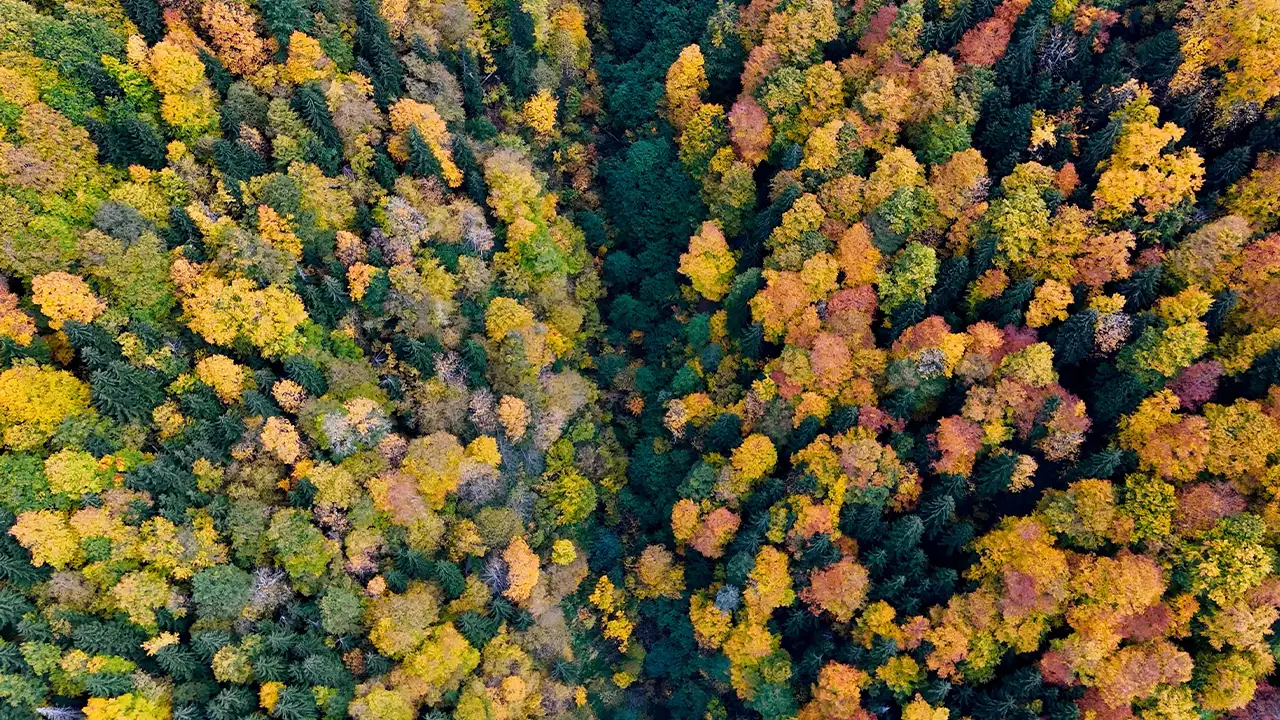 Gümüşhane’de sonbahar büyüsü: Örümcek Ormanları hayran bıraktı 3