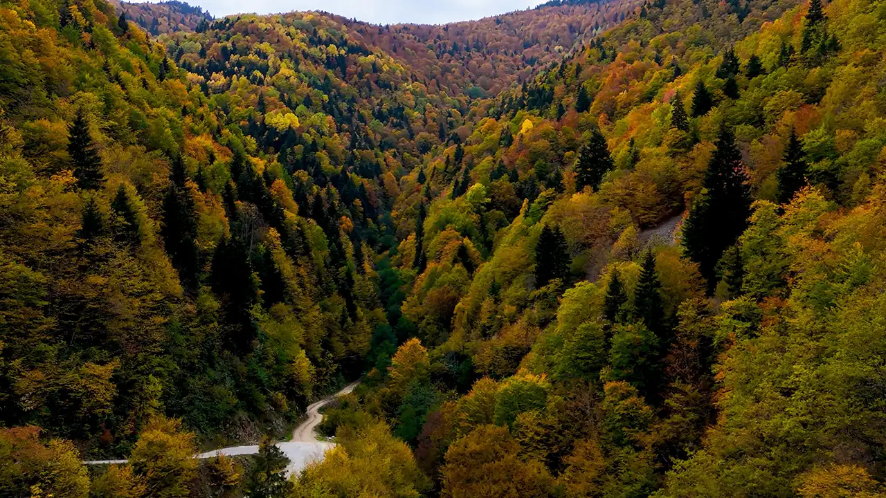 Gümüşhane’de sonbahar büyüsü: Örümcek Ormanları hayran bıraktı 5