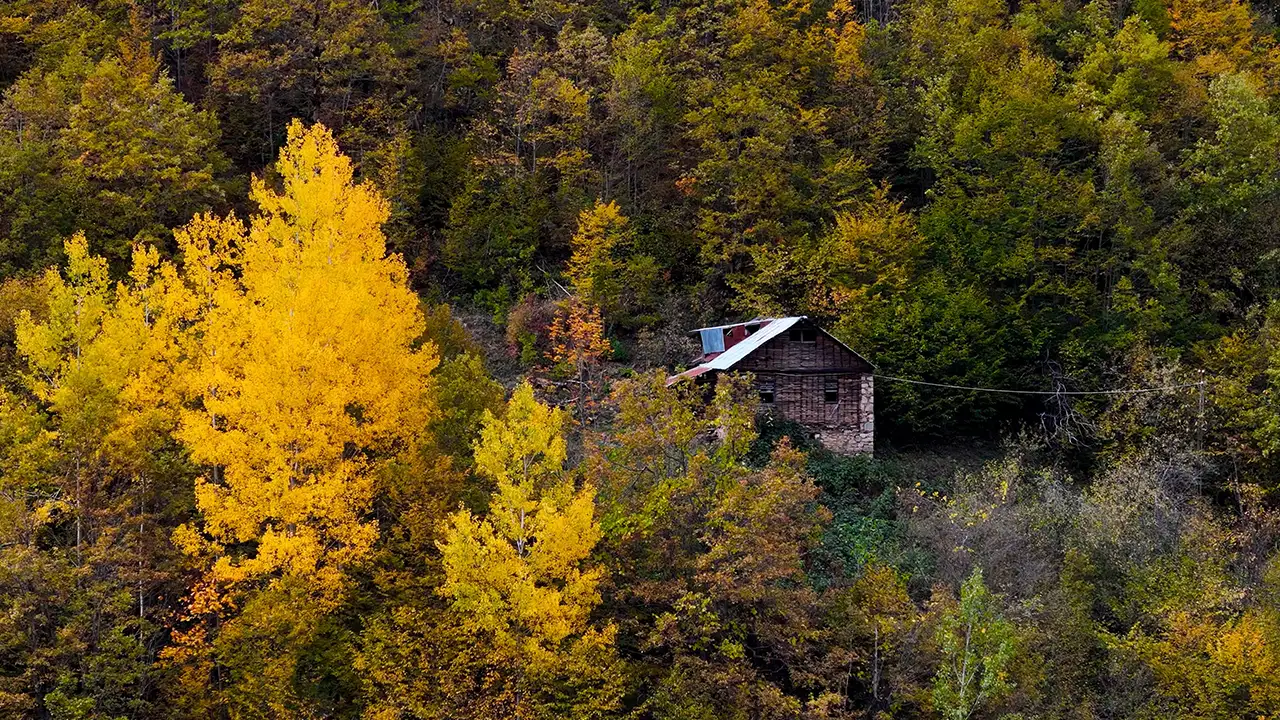 Gümüşhane’de sonbahar büyüsü: Örümcek Ormanları hayran bıraktı 7