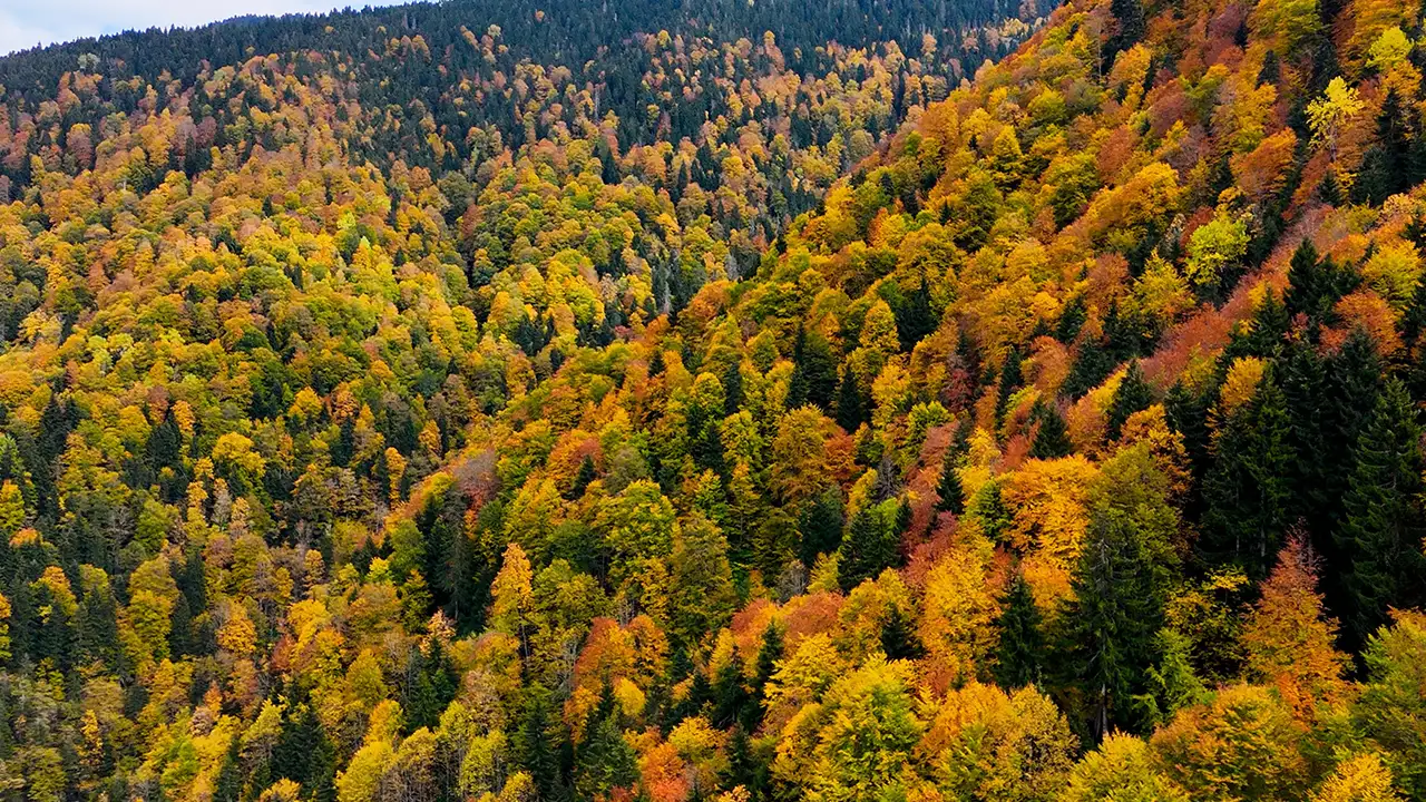 Gümüşhane’de sonbahar büyüsü: Örümcek Ormanları hayran bıraktı 6