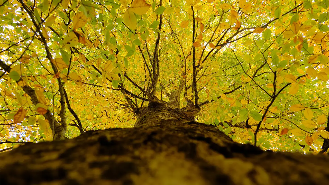 Gümüşhane’de sonbahar büyüsü: Örümcek Ormanları hayran bıraktı 8