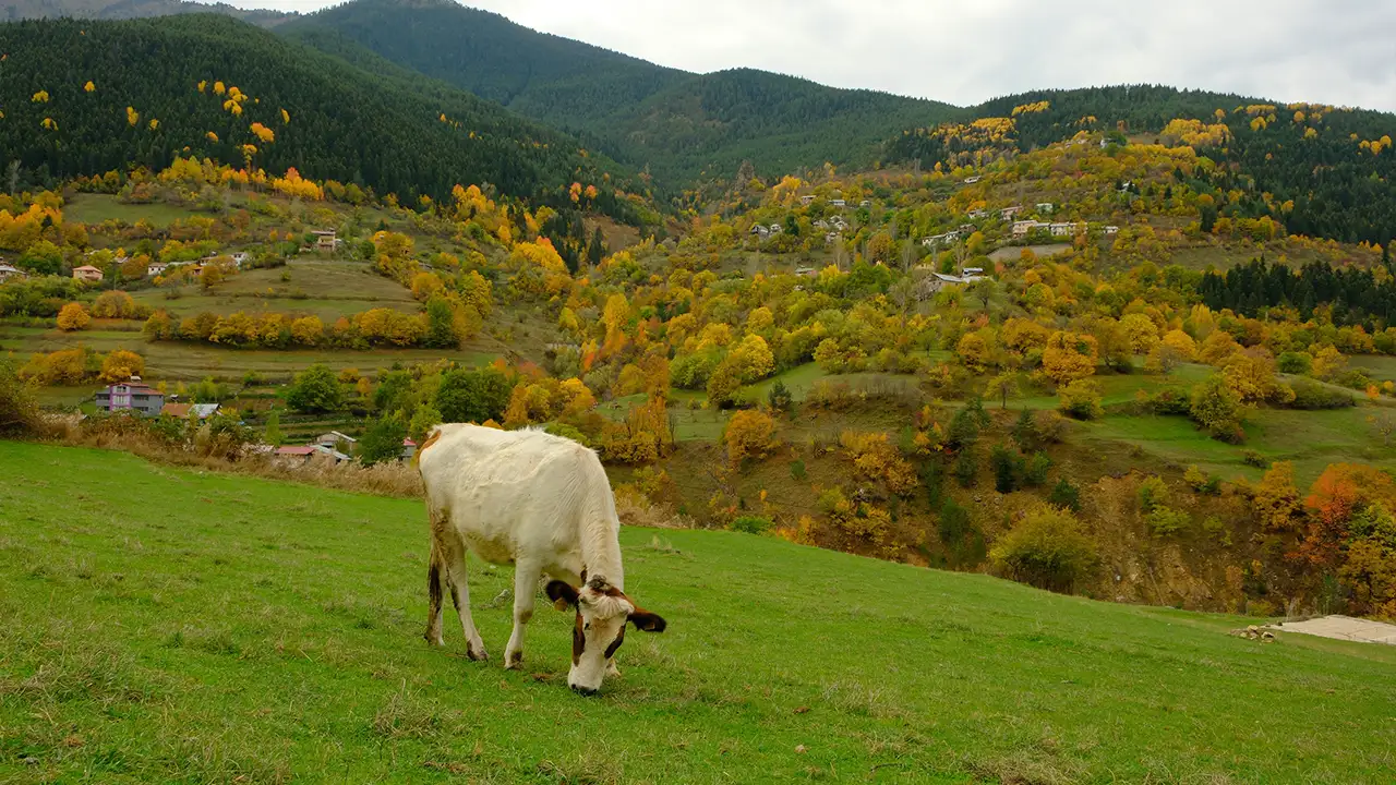 Zigana tünelini bıraktılar, tarihi yolu seçtiler: Zigana köyü sonbaharda göz kamaştırıyor 6