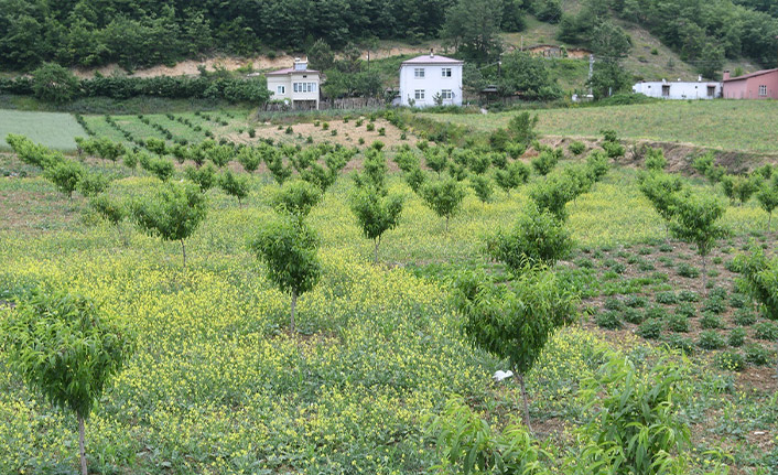 Samsun'lu çiftçiler yeniden şeftali üretimine başladı