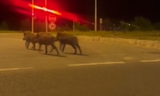 Bayburt'ta domuz sürüsü şehre indi