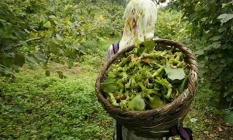 Trabzon'da fındıkta "erken hasat yapılmasın" uyarısı