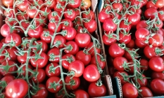 Trabzon’da Melikköy domatesine büyük talep! Lezzeti damakta kalıyor