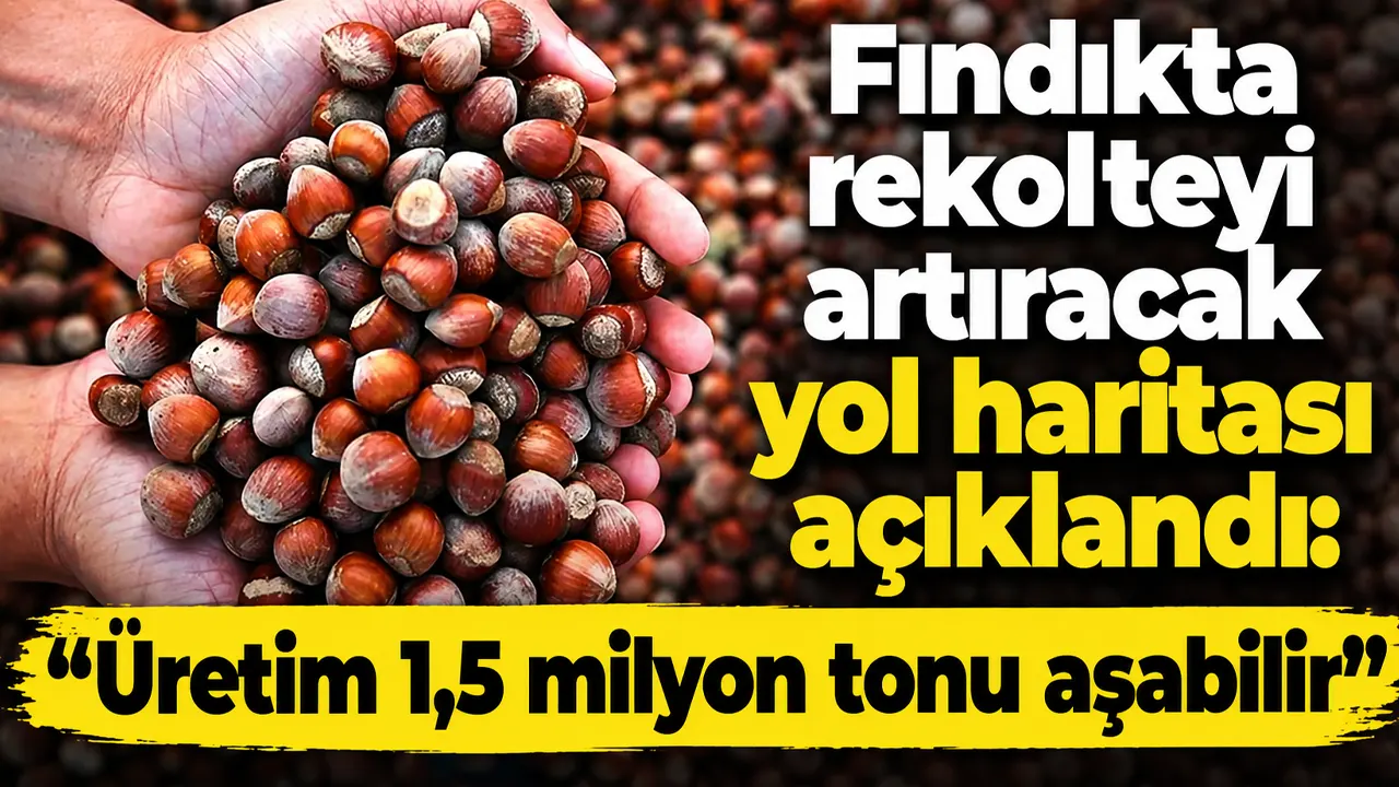 Fındıkta rekolteyi artıracak yol haritası açıklandı: “Üretim 1,5 milyon tonu aşabilir”