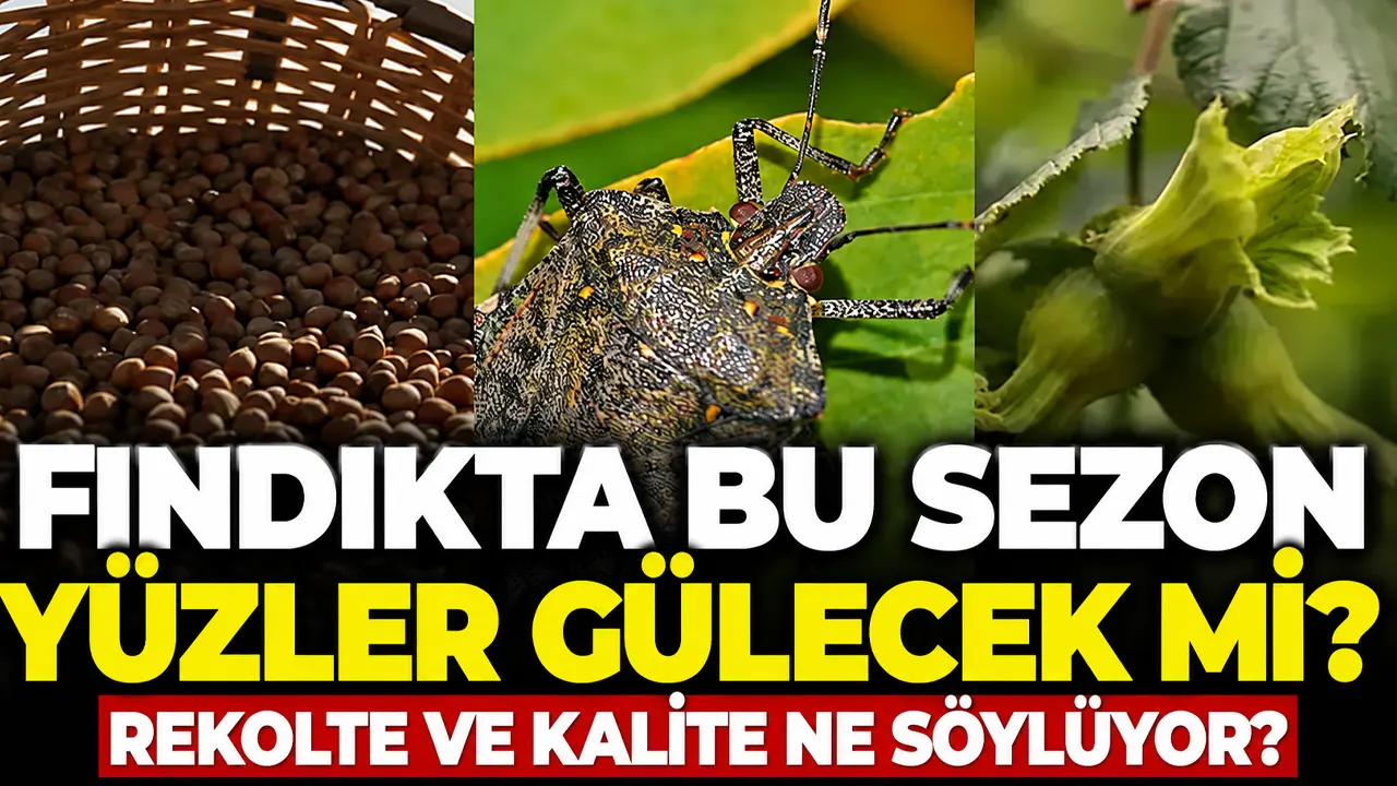 Fındıkta bu sezon yüzler gülecek mi? Rekolte ve kalite ne söylüyor?