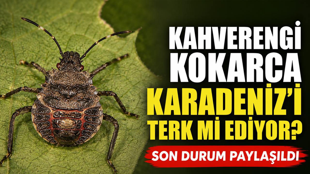 Kahverengi Kokarca Karadeniz'i terk mi ediyor? Son durum paylaşıldı