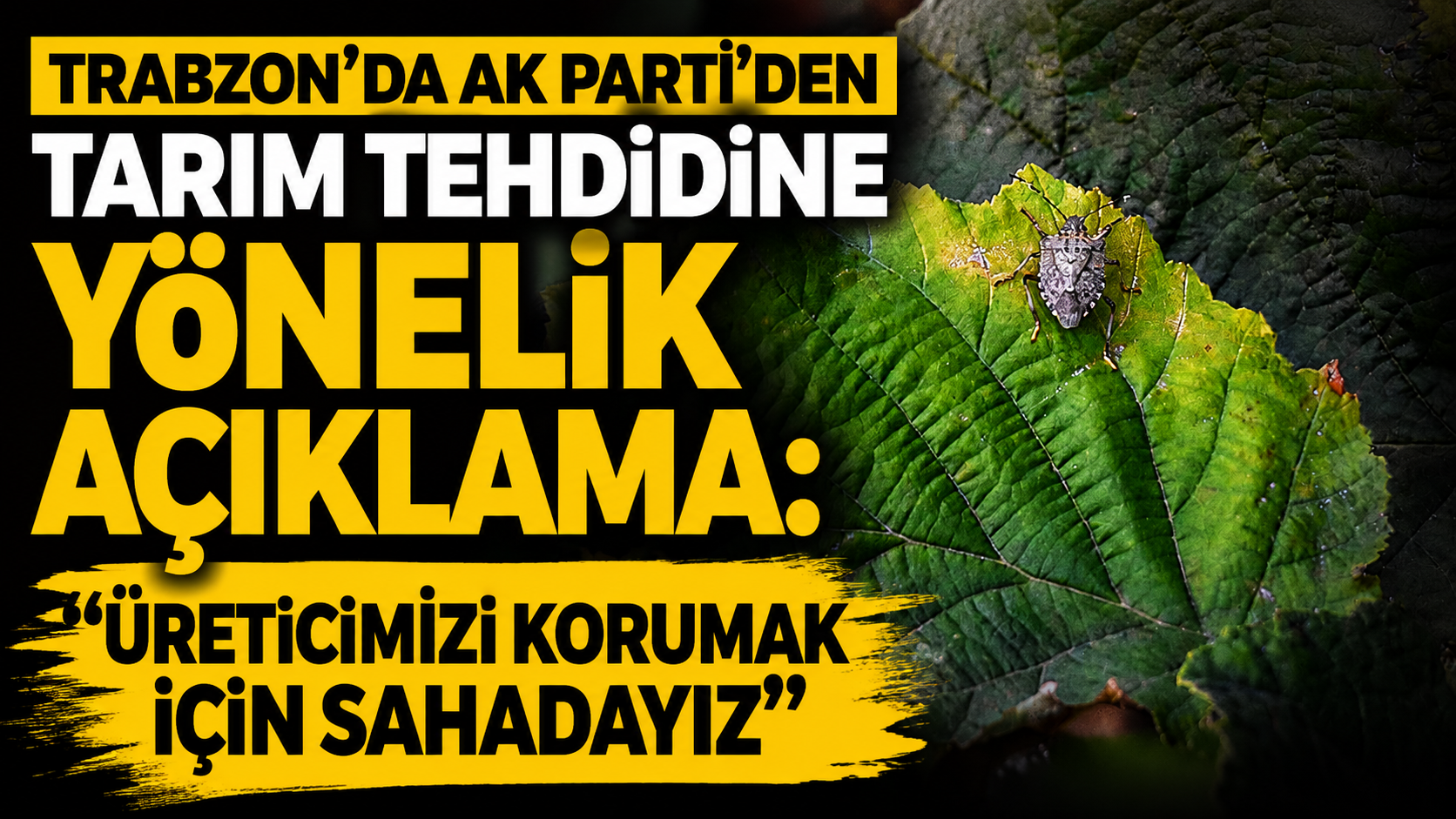 Trabzon’da AK Parti’den tarım tehdidine yönelik açıklama: “Üreticimizi korumak için sahadayız”